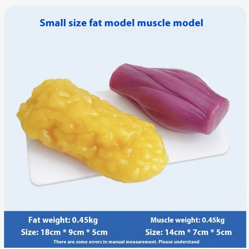 인간 근육 및 지방 모형 건강 및 체중 감량 영양 및  - Nutrition Of Fitness 리뷰 및 가격